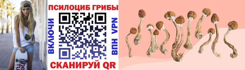 Псилоцибиновые грибы Psilocybine cubensis Дмитров